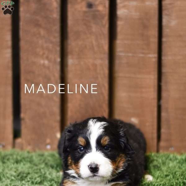 Madeline, Bernese Mountain Dog Puppy